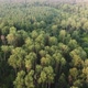 Flight over the morning mixed forest - VideoHive Item for Sale