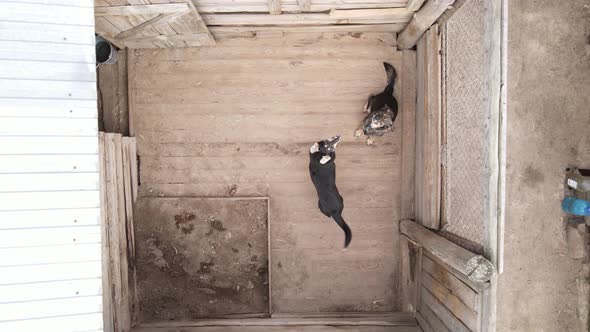 Aerial View of a Shelter for Stray Dogs.