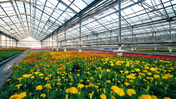 Potted Flowers Are Growing in a Spacious Glasshouse