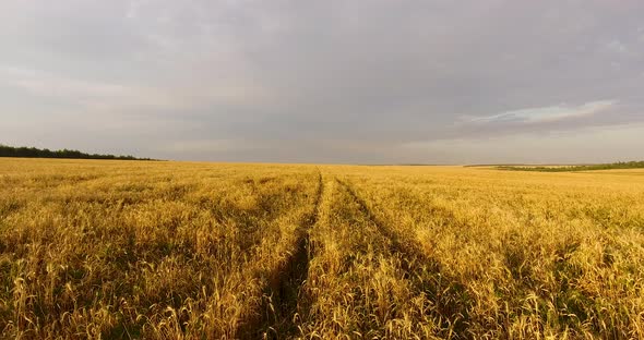 Camera Flight Over the Wheat Field