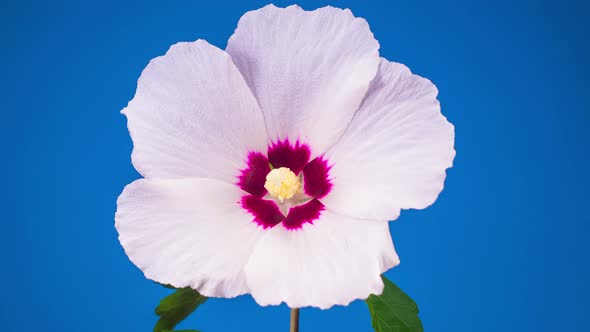 White Hibiscus Flower Blooming