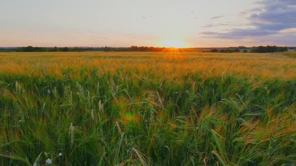 Field at Sunset