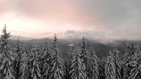 Aerial Flying Above Winter Forest in Mountain Valley at Sunrise