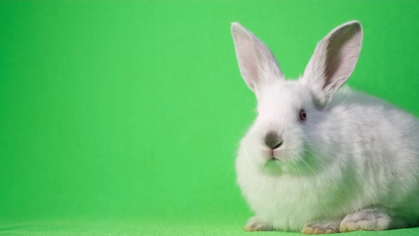 Video White Bunny on a Green Background in the Studio