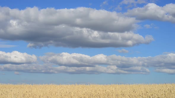 Golden wheat