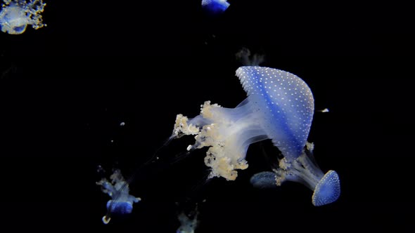 a blue white spotted rhizostoma jellyfish swimming in the water, dancing in the water against a blac