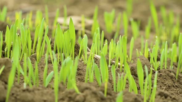 A Closeup View of Crops That Grow in a Field