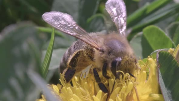 A Bee Collects Pollen From a Dandelion