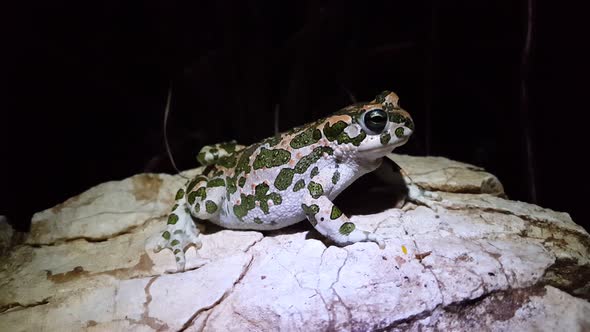 European green toad on a rock 
