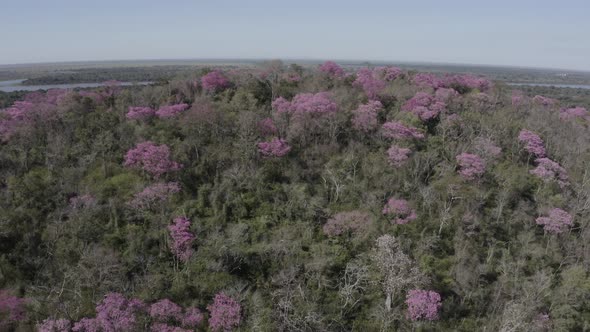 Pink Ype - drone camera showing the top of a mountain with contrasting pink trees