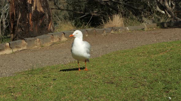 Seagull Ruffles Feathers On A Grassy Park In The Sunshine