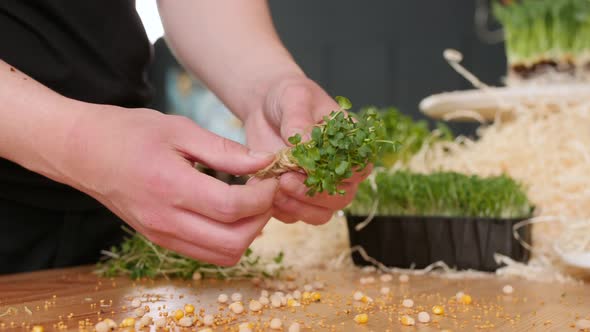 The Woman Is Binding the Cut Seedilings with a Rope Making Small Bunches