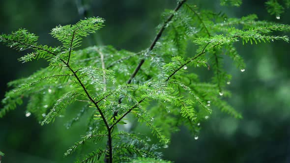 Small Tree Drips After Rainfall In Forest