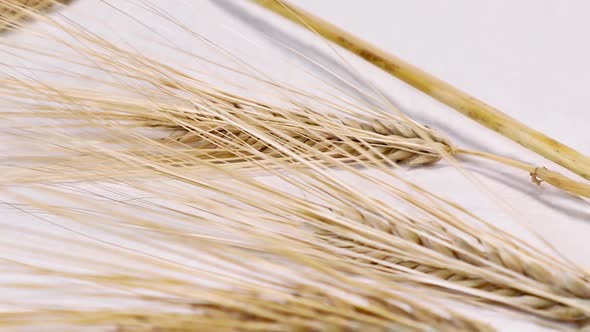 Ears of dry wheat sheaf close on white background