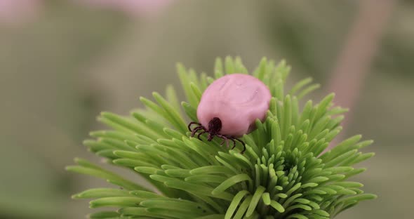 Tick (Ixodes ricinus) danger insect