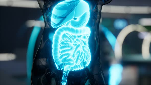 Human Digestive System Anatomy Exam in Laboratory alt