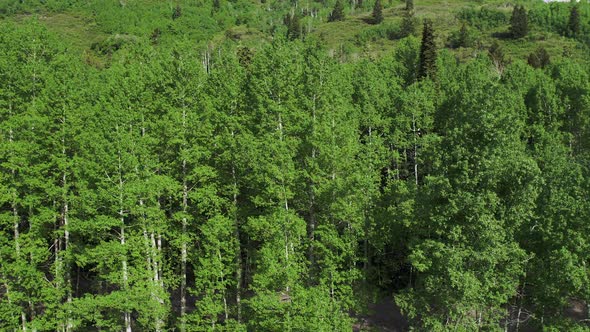 Rising Aerial View of Aspen and Pine Trees