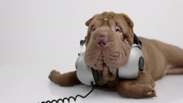 Shar Pei Dog with White Background