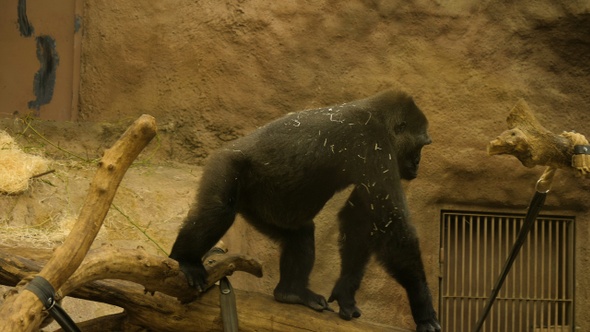 Baby gorilla walking in the avairy.