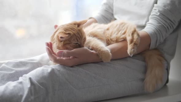 Woman Is Stroking Cute Ginger Cat on Windowsill. Fluffy Pet Purring with Pleasure. Cozy Home