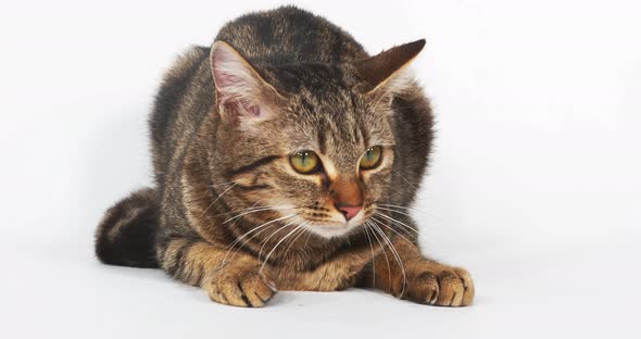 Brown Tabby Domestic Cat on White Background, Real Time 4K