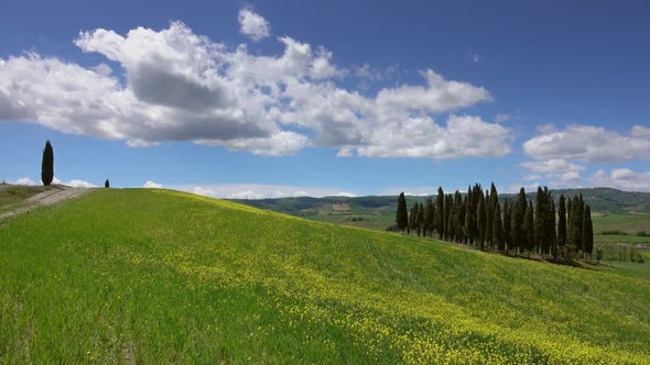 Tuscany Hills with Yellow Flowers on Green Fields