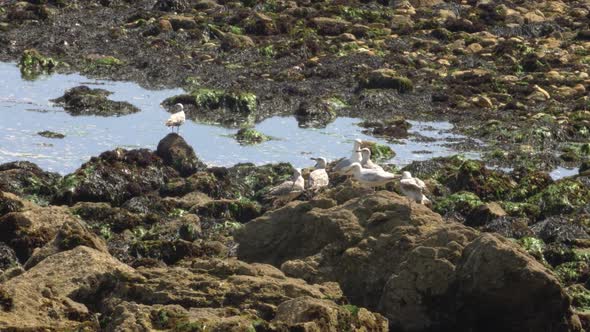 Zoom out on flock of seagulls meeting on a rocky beach coastline.