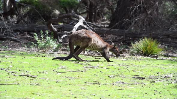 Kangaroo Jumping in the Australian Meadows