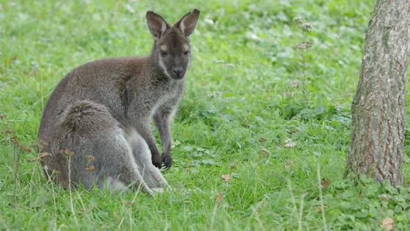 Bennett's Tree-kangaroo Sitting on Grass. Dendrolagus Bennettianus Grazing in the Meadow