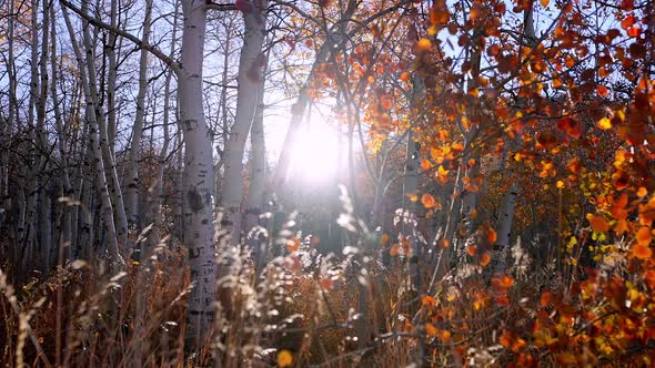 Sun shining through aspen trees as the leaves glow in autumn