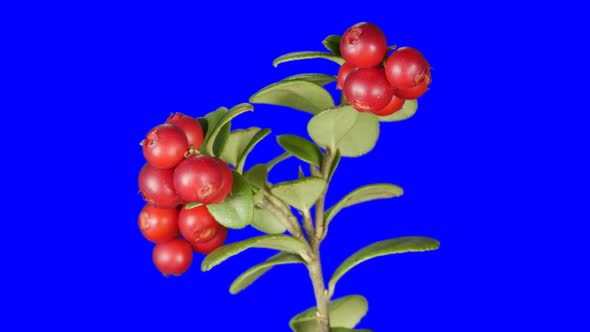 Cowberry Berries Seamless Rotation With Alpha Channel