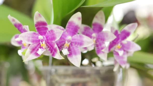 Close-up shot of beautiful purple and white orchids, the beauty of nature in a tropical garden.