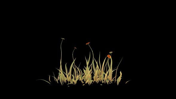 Orange Asters Growing alt