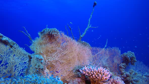 Underwater Sea World Life