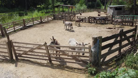Donkey Farm