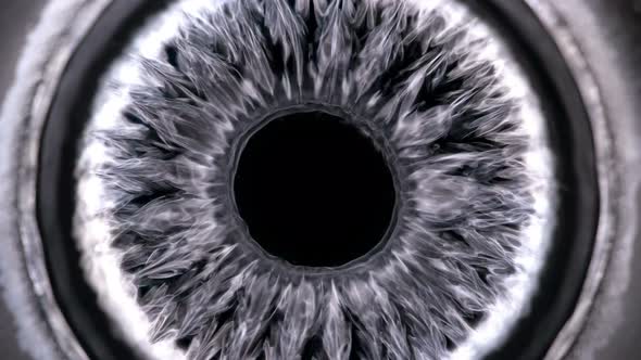Ferrofluid or Ferromagnetic Fluid Under the Influence of Sound Waves (Cymatics), Begins To Vibrate