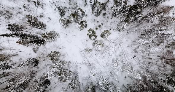 Aerial Top Down View of the Fir Forest Covered the Snow