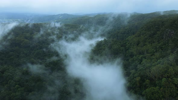 Dense fog forming along a tropical bush canyon set high above a hinterland mountain range. High dron