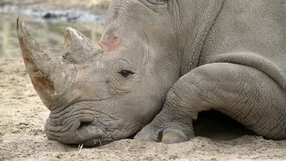 Rhinoceros Rhino Extreme Close Up Portrait Video in African Savannah During Small Rain Drops After