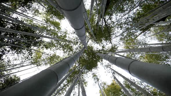 Looking Up at the Sky in the Bamboo Forest While Spinning