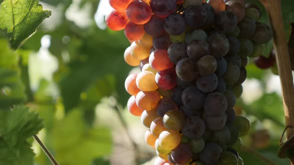Sun light over grapes on a vine 4K  tilting footage