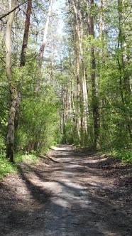 Vertical Video of Green Forest During the Day / Videohive