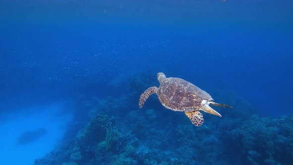 Hawksbill Sea Turtle