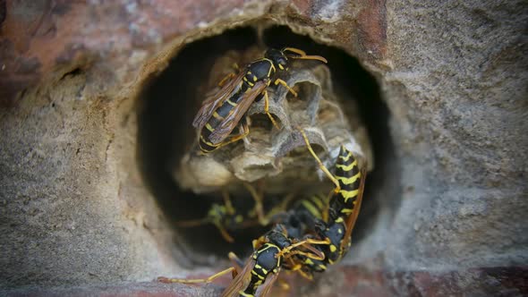 A Family of Wasps Working in an Earthen Hive on a Sunny Day. Close Up of a Yellow Black Striped Wasp