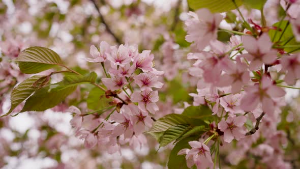 Light Pink Sakura Flowers Bloom on Tree Branch with Leaves