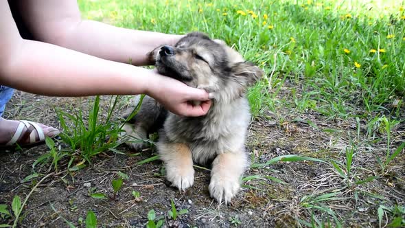 Hands of a Man are Stroking a Puppy in Closeup