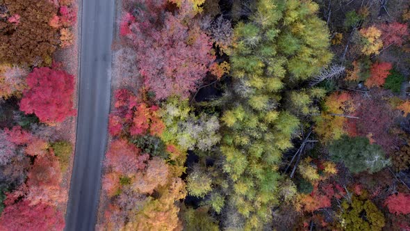 Top down aerial view looking at colorful Fall foliage following road