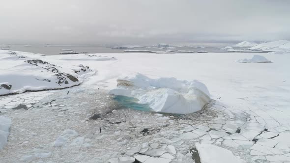 Antarctic Gull Fly Over Iceberg Aerial Top View