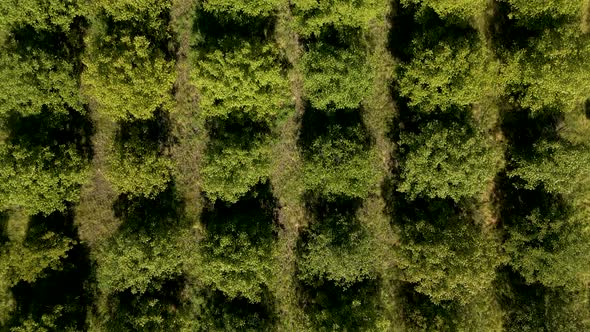 Cinematic  Aerial View Landscape Agricultural Orchard Nature