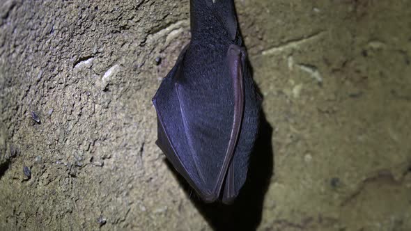 Bat on the Cave Wall